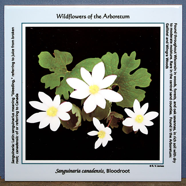 tile bloodroot large 8147.jpg